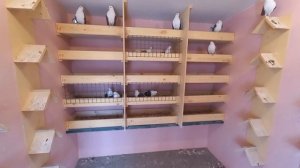 голуби самары. привет Беларусь ! 7 марта в Самаре .