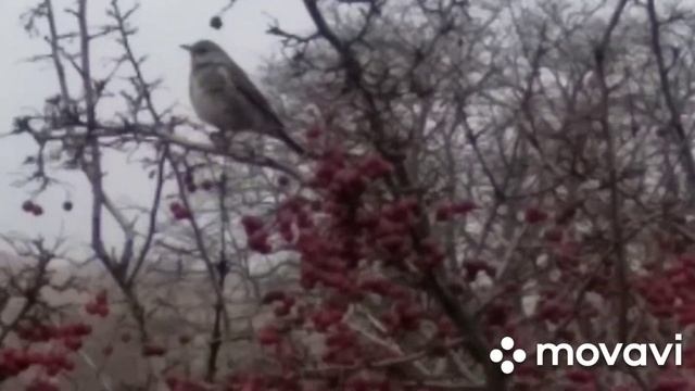 Удивительная птичка. Что за птичка? Птицы. смотреть онлайн