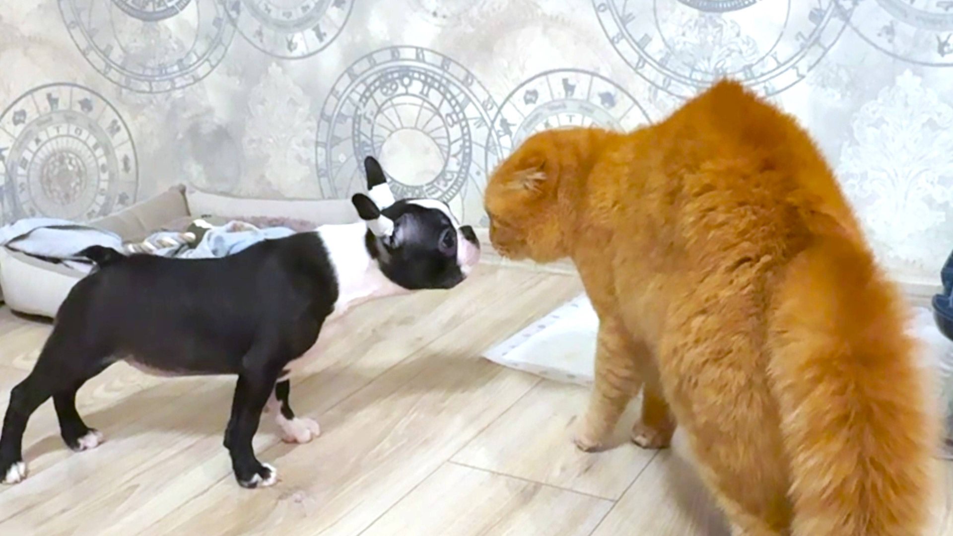 Реакция кота на собаку🤣🐾 ПЕРВАЯ ВСТРЕЧА Персика и Тайсона смешные животные Даринелка смотреть онлайн