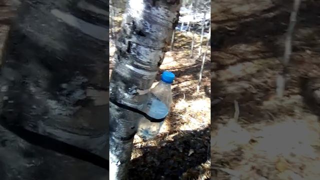 Мясные мастерства