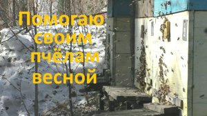 Чем можно помочь пчелам ранней весной