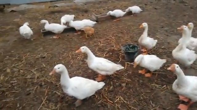 Стая гусей спасла младенца, упавшего с девятиэтажного дома. смотреть онлайн