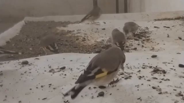 أغنية تصيب طائر الحسون بالجنون في لحظة. الغناء طائر الحسون смотреть онлайн