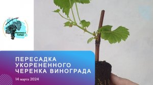 Пересадка укорененного черенка #винограда 14.03.2024