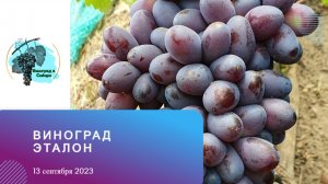 #Виноград #Эталон