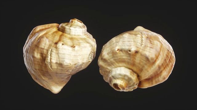 Sea shell Low-poly 3D model смотреть онлайн