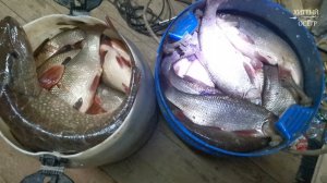 Рыбалка На СЕТИ! Добыча Сплавной Сетью!