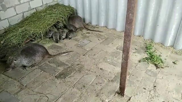 Новый вольер для нутрий смотреть онлайн