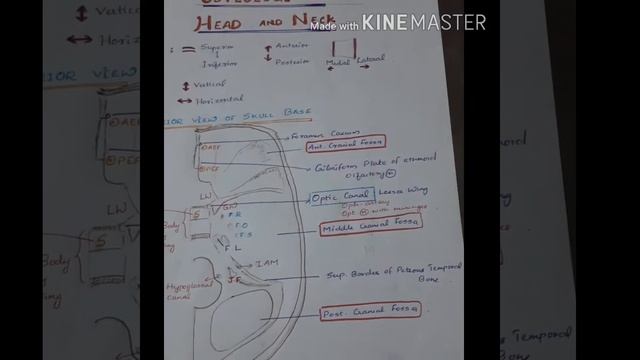 ANATOMY of HEAD & NECK (Med class- 1 )Superior view of skull base /3D animated images смотреть онлайн