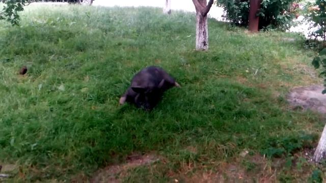 Дикий кабан в центре Борисполя !!! Часть 2 смотреть онлайн