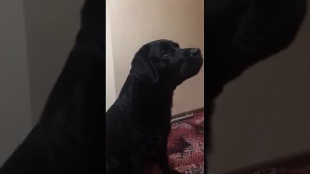 Поющий лабрадор Зефир смотреть онлайн