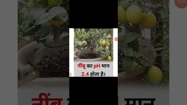 what is pH value of lemon// Nimbu ka pH man kitna hota hai//#gk //#gkinhindi смотреть онлайн