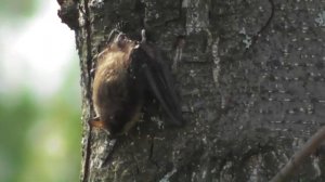 Летучая мышь. Водяная ночница ( Myotis daubentonii ). Ультразвук ( эхолокация ) летучей мыши