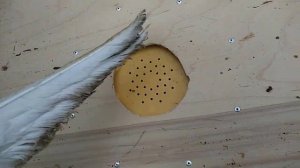 Пчелоудалитель. Опыт эксплуатации