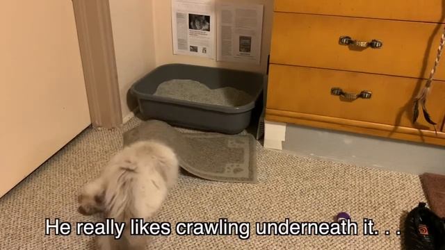 Funny Kitten Video My Cat is Weird Part 2 Litter Mat смотреть онлайн