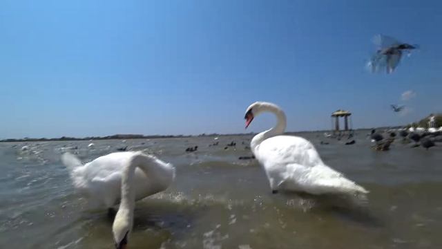 Едем на Тарханкут. Крым 31.07.19 смотреть онлайн