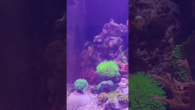 клоун и собачка смотреть онлайн