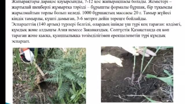 Өсімдік қорғау пәнінен өндірістік практика Қорқыт Ата атындағы Қызылорда университеті смотреть онлайн