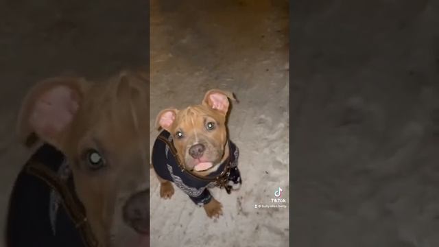 Американский булли. Вы просто загляните в их взгляд …😻 смотреть онлайн