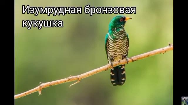 Бронзовые кукушки смотреть онлайн