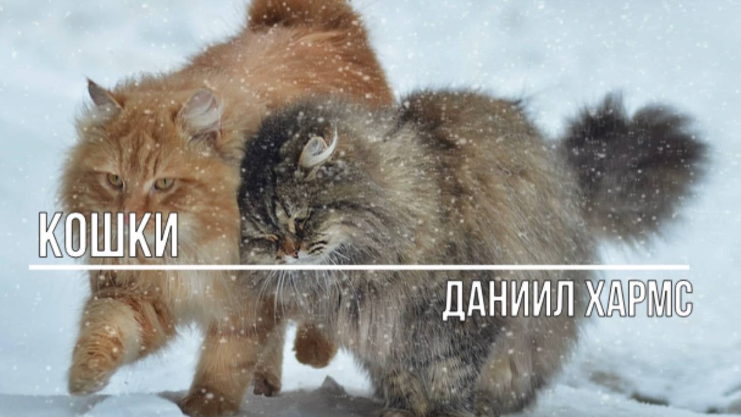 Кошки смотреть онлайн