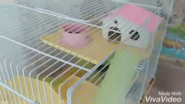 Бодрое утро хомяков 🌈🌈🌈❤💛 смотреть онлайн