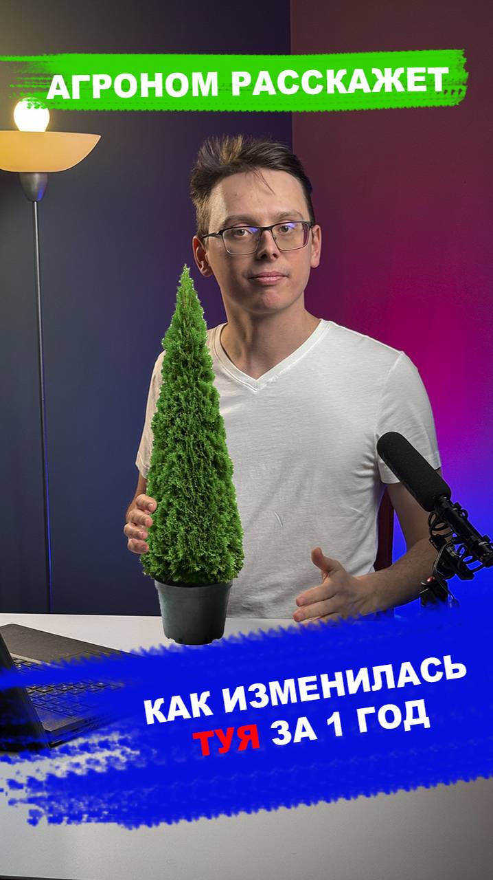 Как изменилась туя за год смотреть онлайн