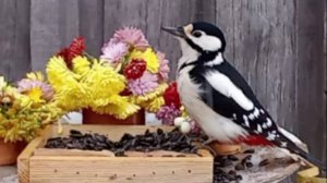 ВидеоОхота на Птиц (11.11.2024 года) На кормушку прилетели Воробьи, Синицы и Дятлы