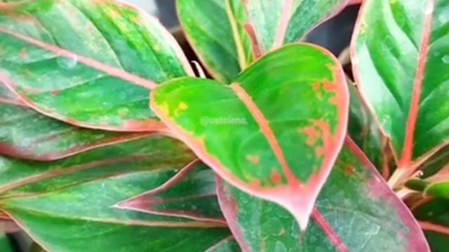 Аглаонема - освещение и уход