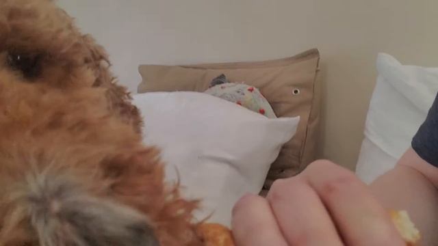 Deutsch ASMR eating a hot dog. with a dog!!! смотреть онлайн