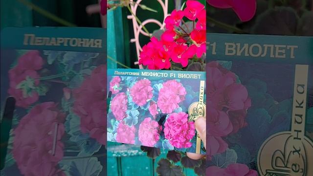 Мефисто F1 Виолет. Мои герани, выращенные из семян. 2024 год смотреть онлайн