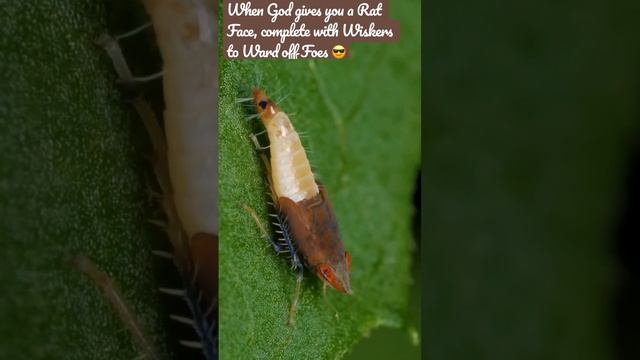 Leafhopper Defends from Sneak Attacks by having face of Rat with Sunglasses and whiskers on Tail En смотреть онлайн