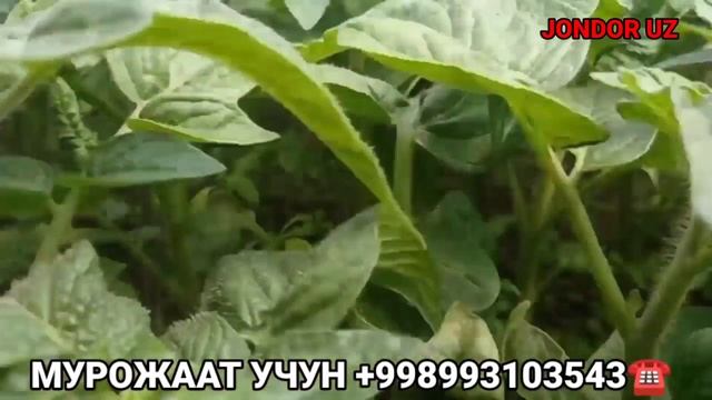 БУХОРО ЖОНДОР ПОМИДОР КУЧАТЛАРИ СОТИЛАДИ. POMIDOR KUCHATLARI SOTILADI