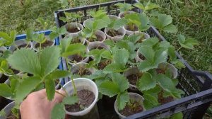 КОГДА ЛУЧШЕ ПОСАДИТЬ РАССАДУ КЛУБНИКИ???🍓🍓🍓 0681455157