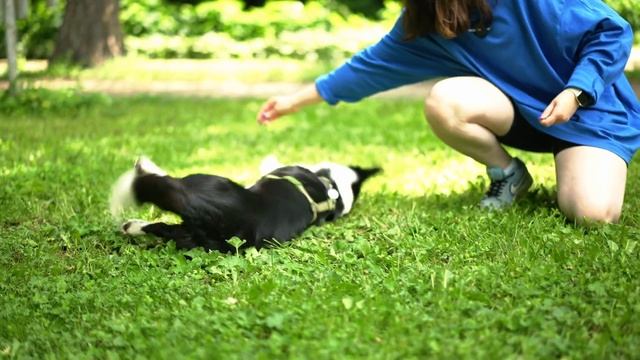 Простые команды для вашей собаки | ВЫУЧИ ЭТИ 5 ТРЮКОВ смотреть онлайн