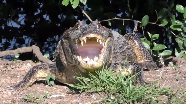 Cobra tenta matar jacaré, mas veja o que aconteceu смотреть онлайн