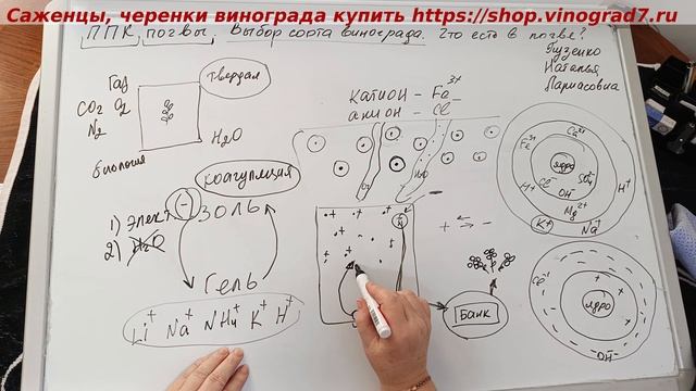 Почвенно поглощающий комплекс- как корни растений питаются, свойства коллоидов почвы. Гель или золь смотреть онлайн