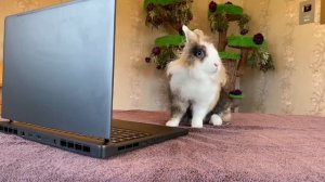 Кролик Баффи