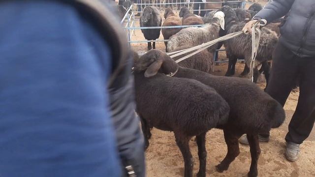 ФАРГОНА КУВА КУЙ БОЗОРИ 2021 НАРХЛАРИ FARĢOMA QUVA QÒY BOZORI 2021 XISORI BÒĢOZ QÒCHQAR NARXLARI смотреть онлайн