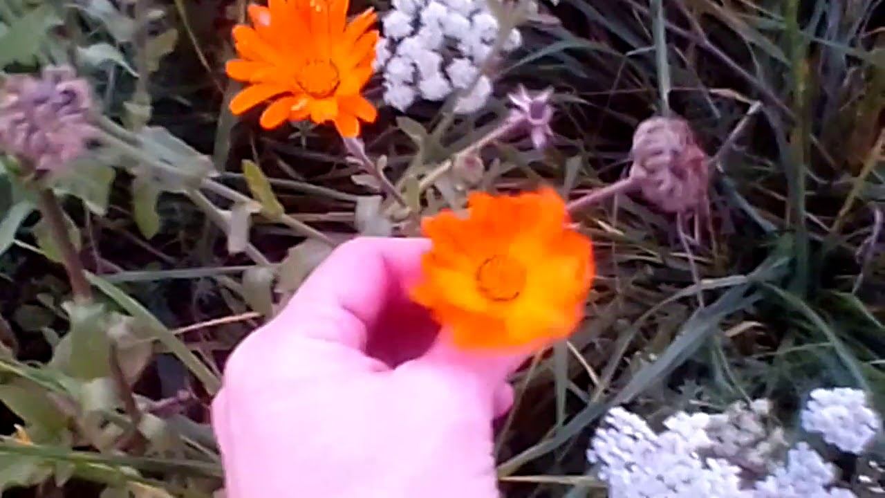 В лесу у дома моего VID 20171005 171607 смотреть онлайн
