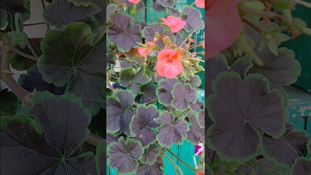 Мефисто F1 Салмон. Мои герани, выращенные из семян. 2024 год смотреть онлайн