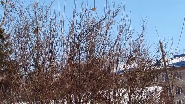 Радісне цвірінькання хору горобців. Любешів смотреть онлайн