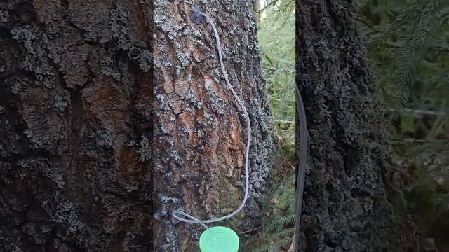 берёзовый сок смотреть онлайн