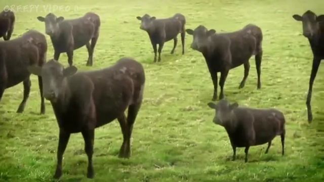 жуткие каналы Ciryak и totheark - СМЕРТЕЛЬНЫЕ ФАЙЛЫ #34 (creepy.video.0) смотреть онлайн