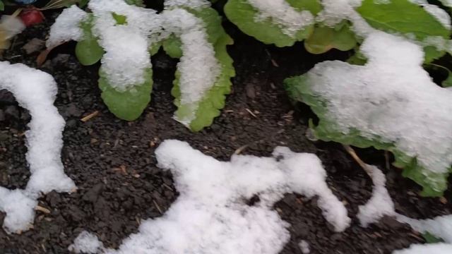 Выпал первый снег🕸🕸🕸 Сборные котлеты😋 Собрала мочалки🥒🥒🥒 Корма подорожали😎 Кубань🏡 смотреть онлайн