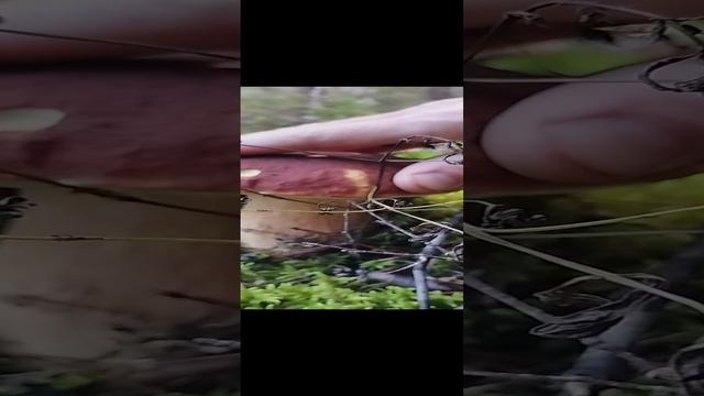 Стоит одинешенька грибы 2024 смотреть онлайн