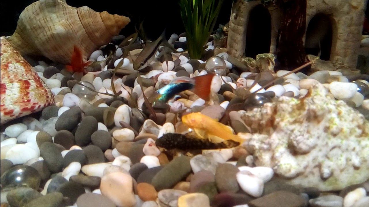 Аквариум мой смотреть онлайн