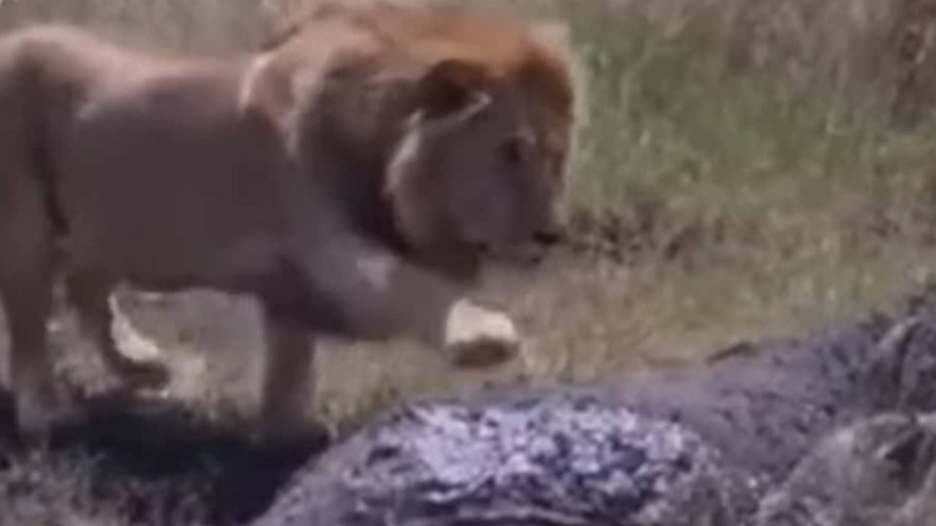 Роковая ошибка Царя Зверей. Львы и буйволы в дикой природе африканских саванн... смотреть онлайн