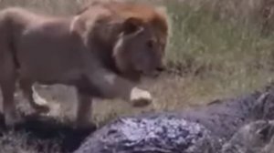 Роковая ошибка Царя Зверей. Львы и буйволы в дикой природе африканских саванн...