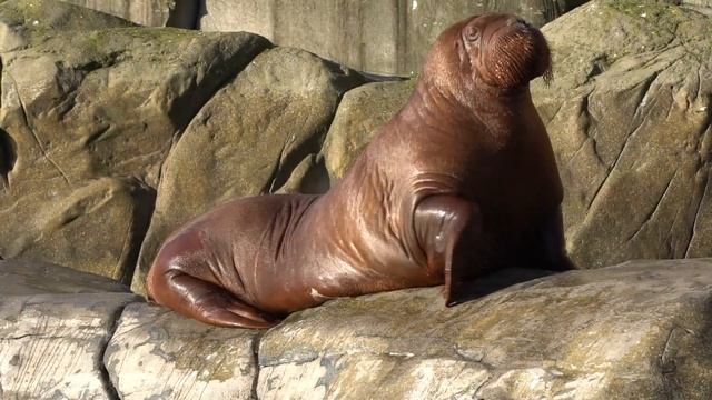 #deniz #aslanlar смотреть онлайн